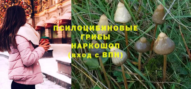 Псилоцибиновые грибы Magic Shrooms  магазин продажи   Бокситогорск 